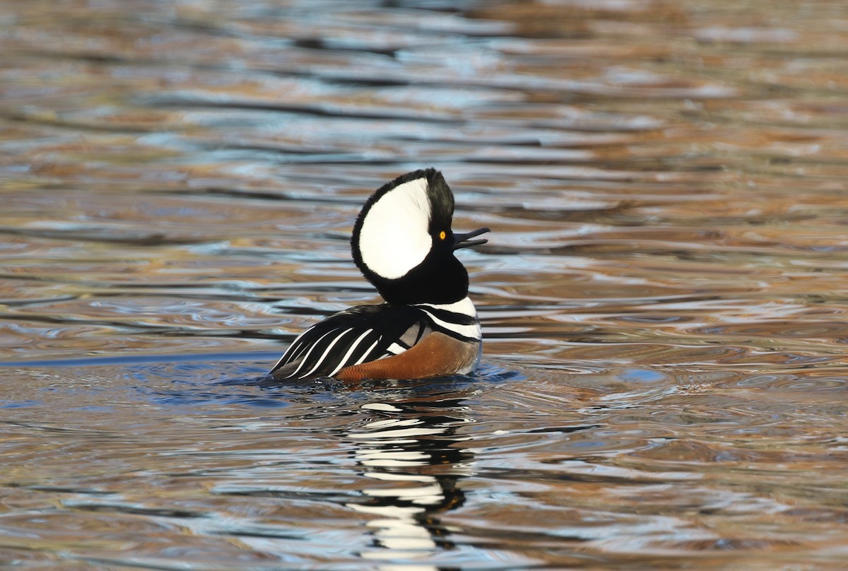 Hooded Merganser - ML646974348
