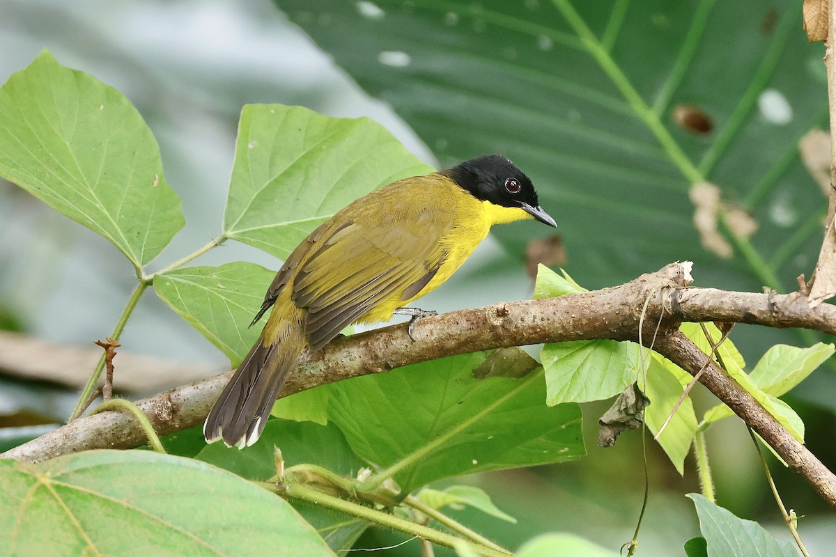 Black-capped Bulbul - ML646974350