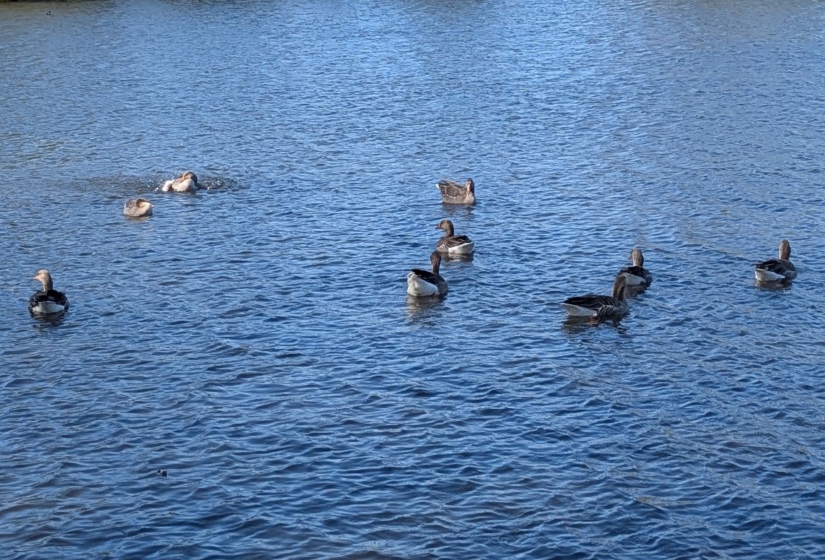 Серый гусь (Европейский) - ML646974352