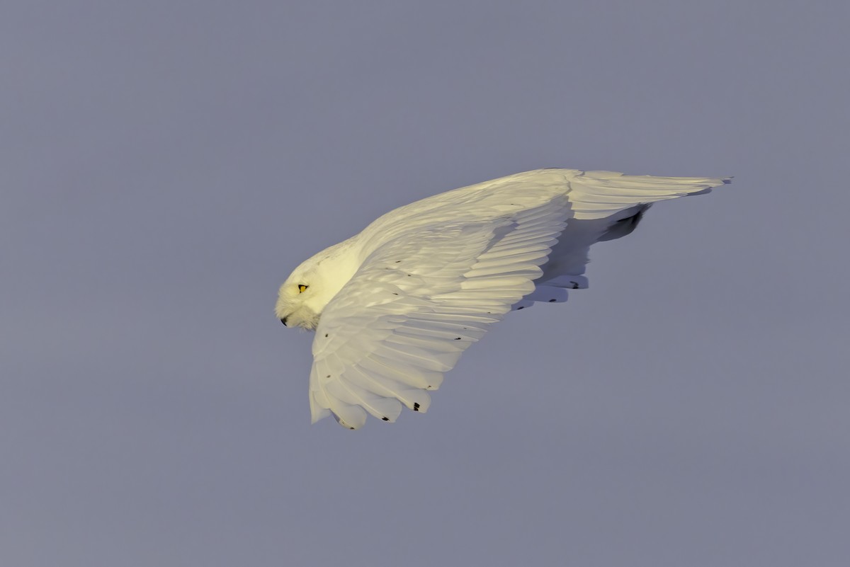 Сова біла - ML646974353