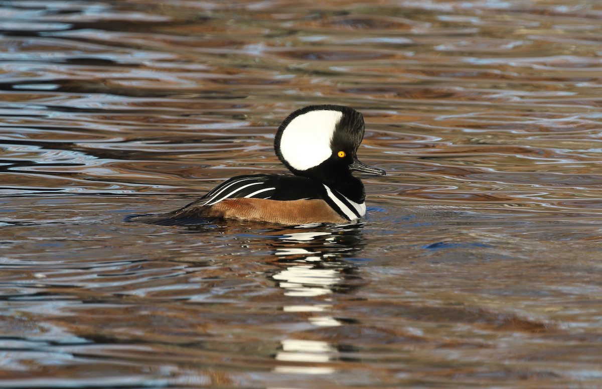 Hooded Merganser - ML646974355