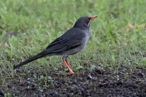 Eastern Red-legged Thrush - ML646974356