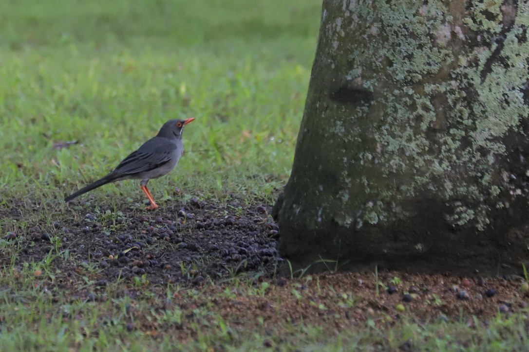 Eastern Red-legged Thrush - ML646974357