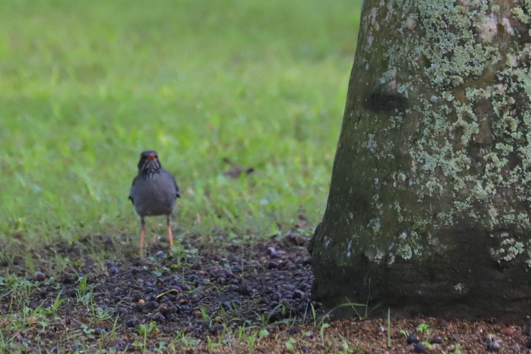Eastern Red-legged Thrush - ML646974358