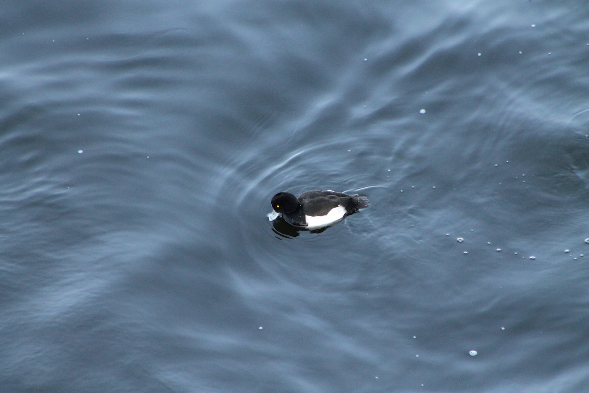 Tufted Duck - ML646974361