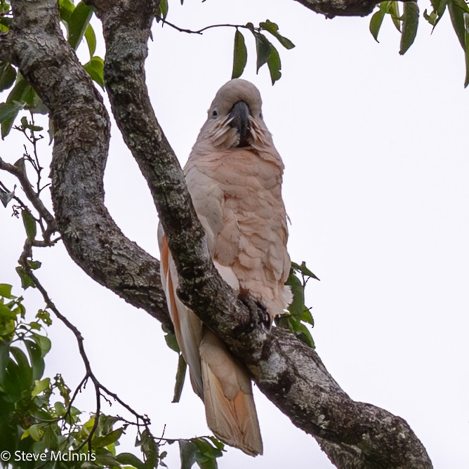 Cacatúa Moluqueña - ML646974367