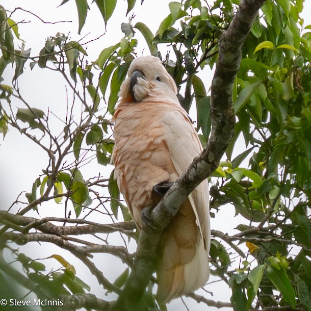 Cacatúa Moluqueña - ML646974368