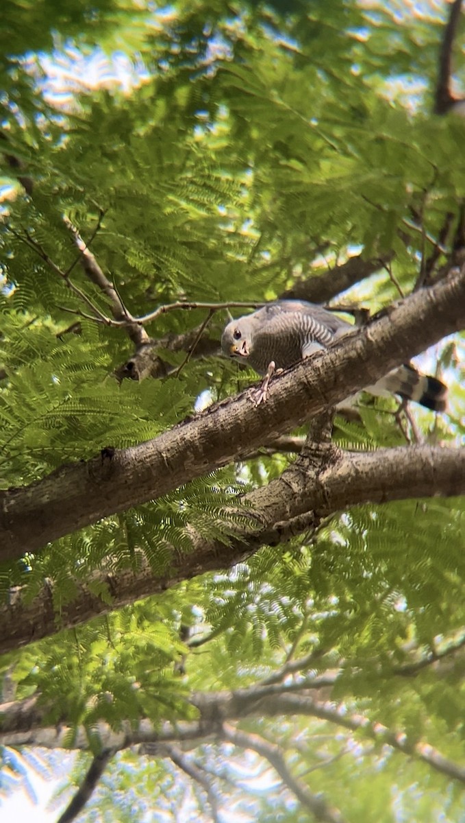 Gray Hawk - ML646974373