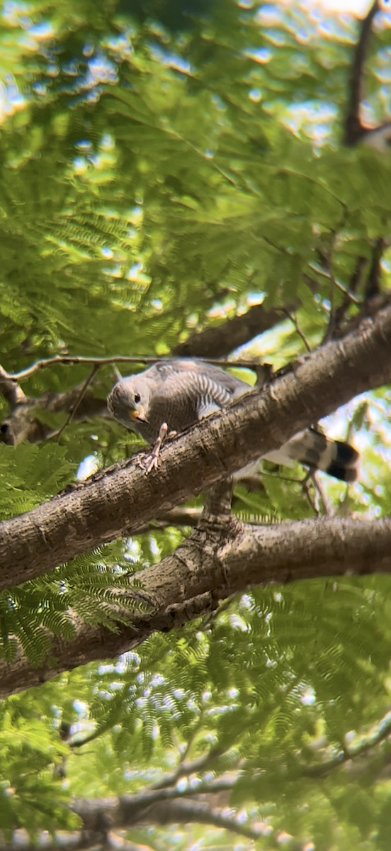 Gray Hawk - ML646974374