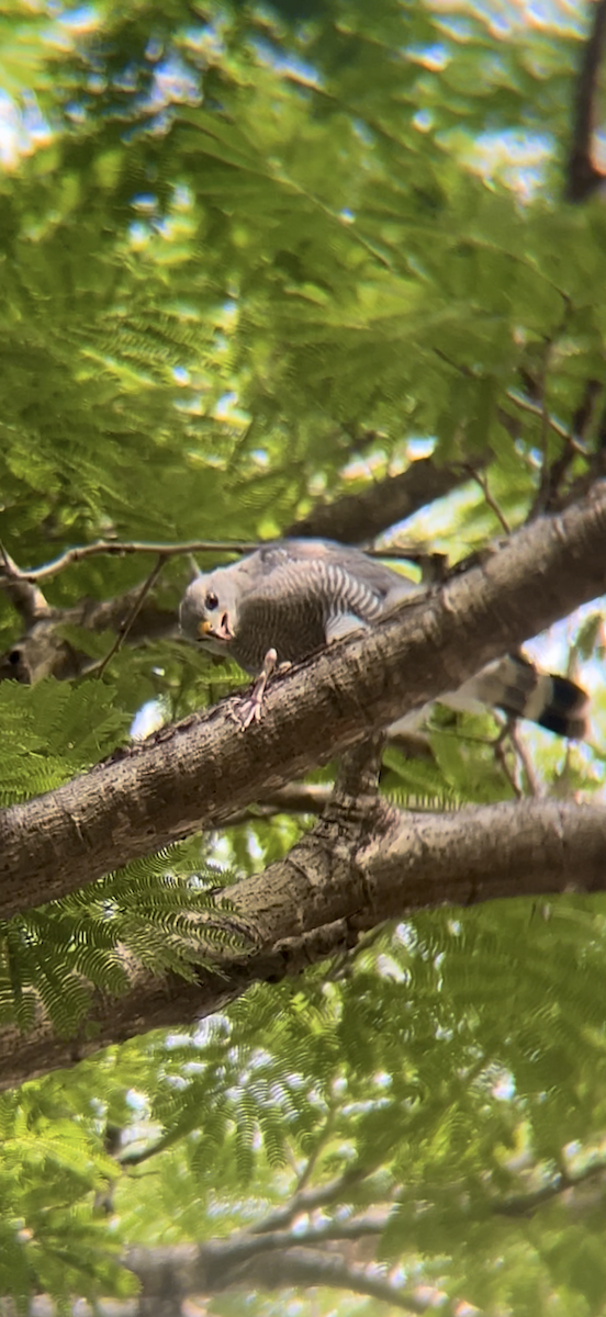 Gray Hawk - ML646974375