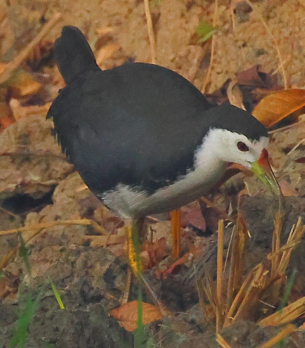 白腹秧雞 - ML646974377