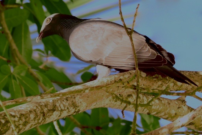 Голуб пурпуровошиїй - ML646974380