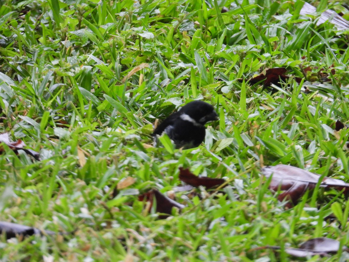 Variable Seedeater - ML646974382