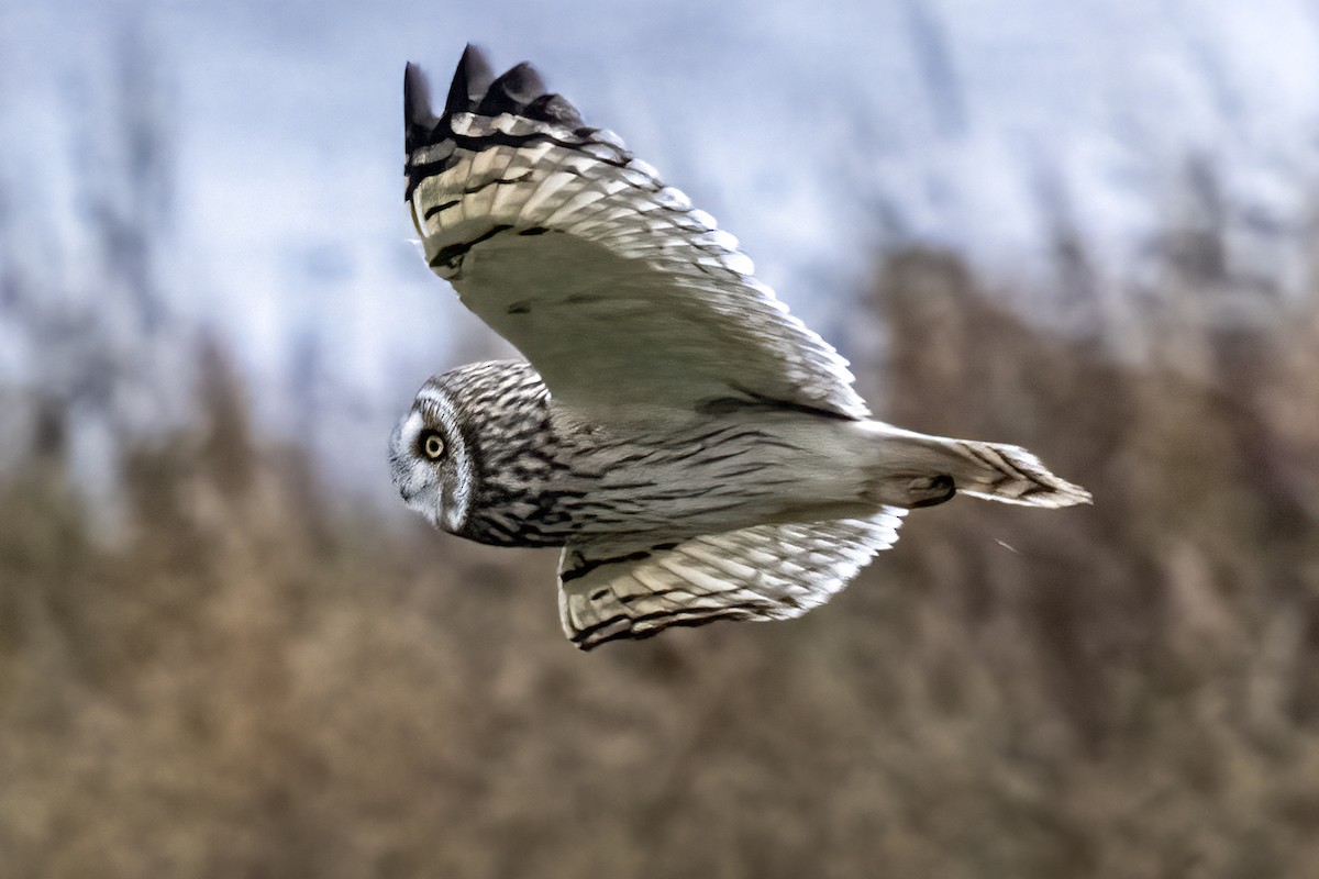 kalous pustovka - ML646974384