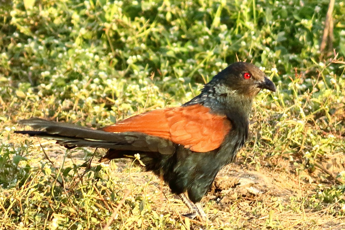 オオバンケン - ML646974386