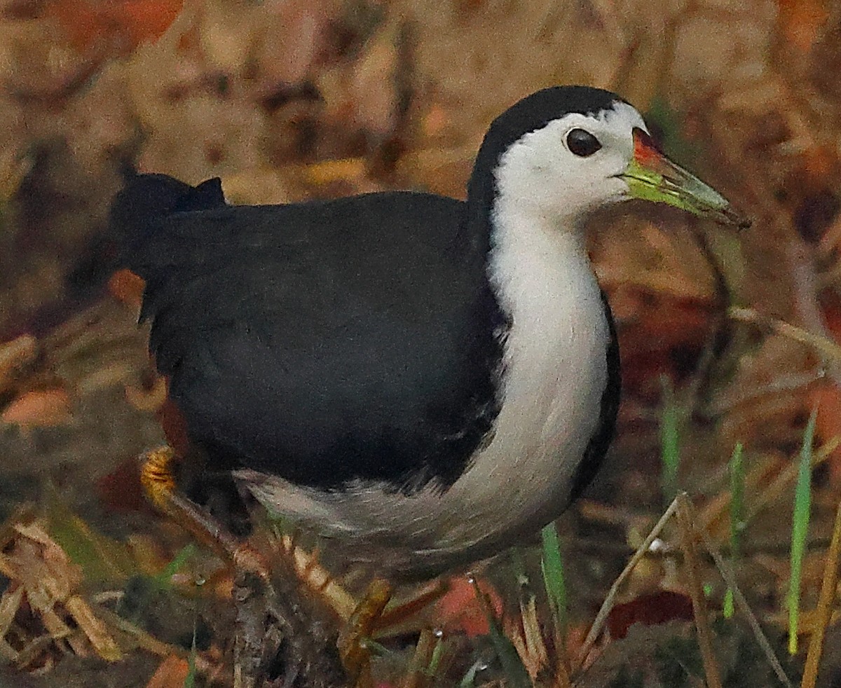 白腹秧雞 - ML646974388