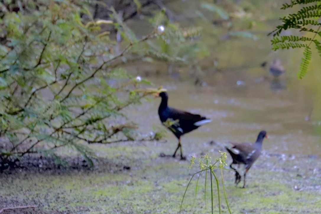 Курочка латиноамериканська - ML646974389