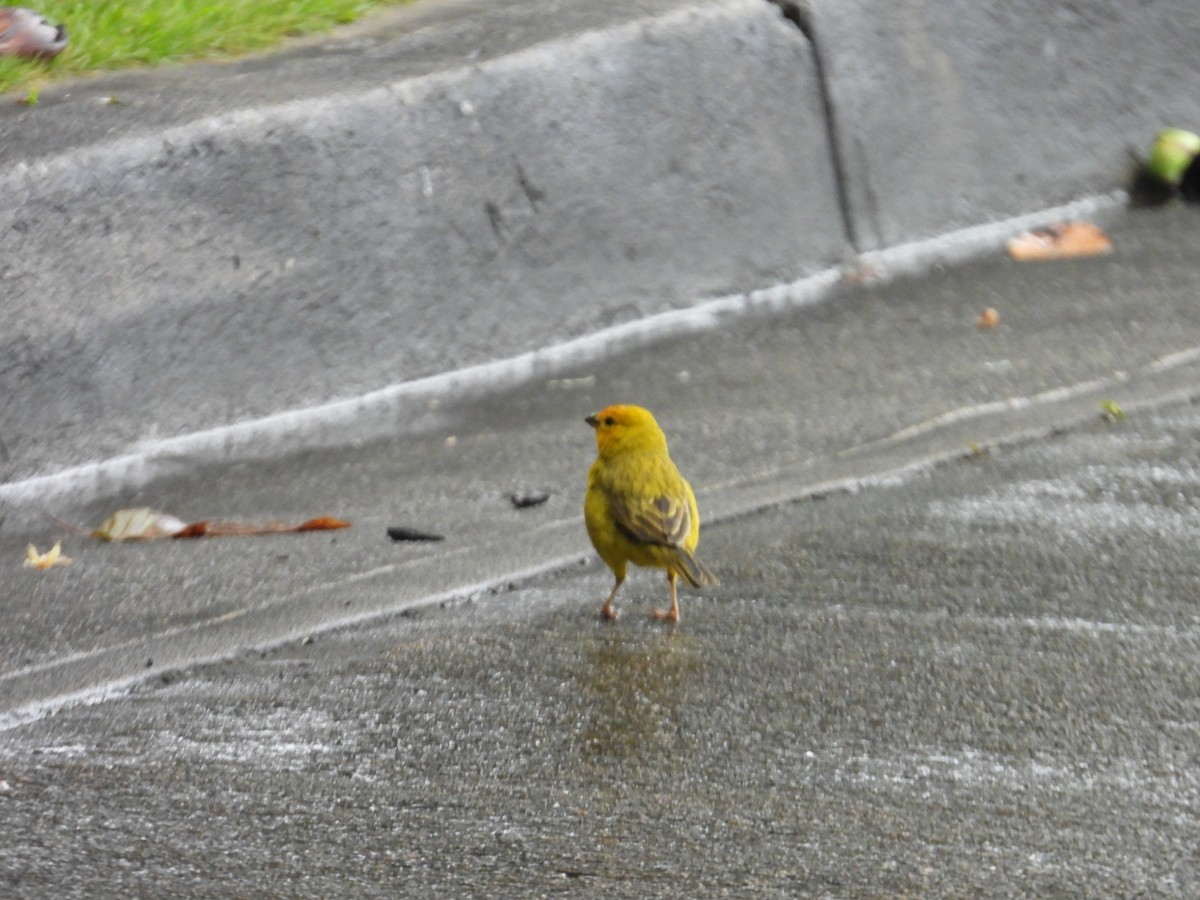 Saffron Finch - ML646974393