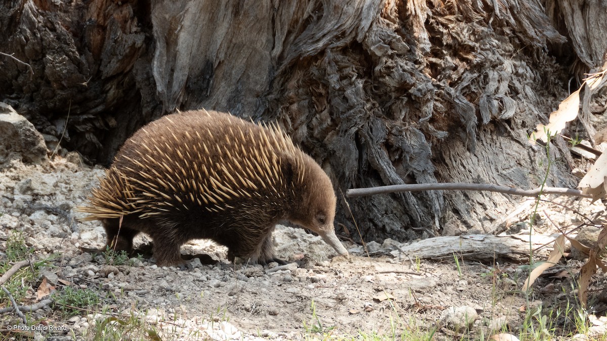 Tasmanian Echidna - ML646974396