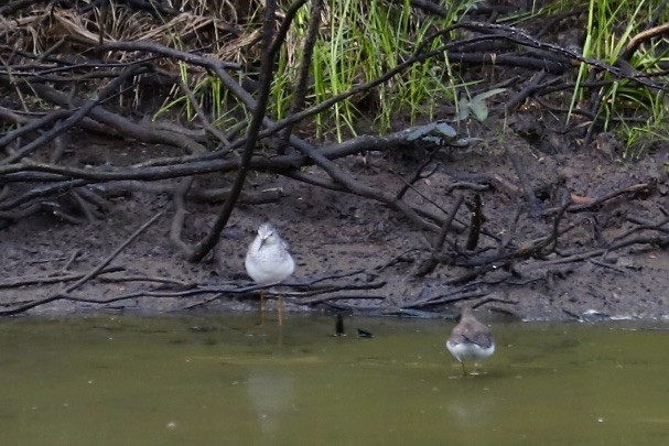 Коловодник жовтоногий - ML646974398