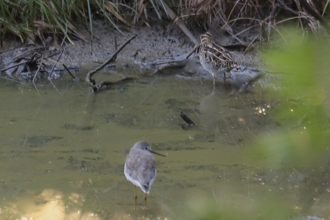 Баранець американський - ML646974399