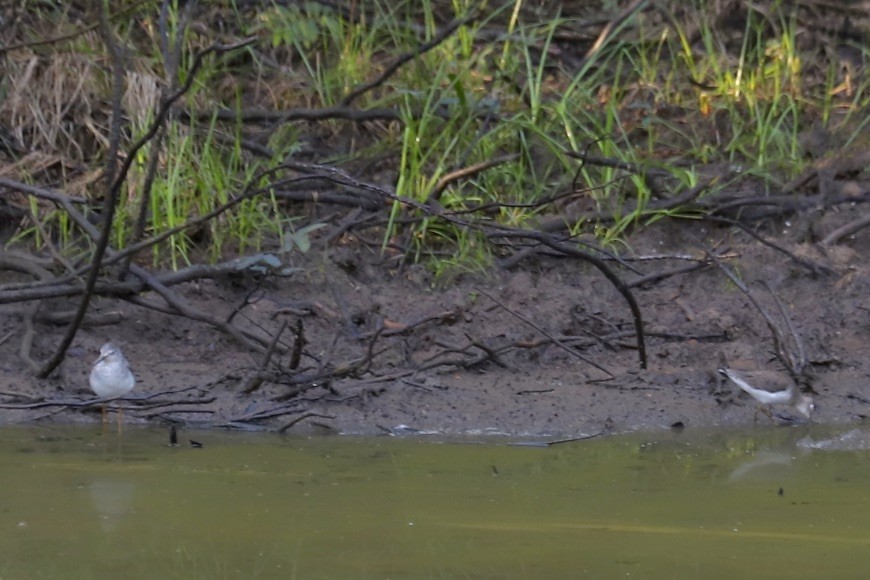 Solitary Sandpiper - ML646974400