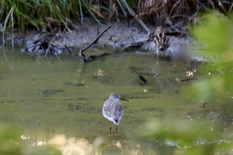 Баранець американський - ML646974401