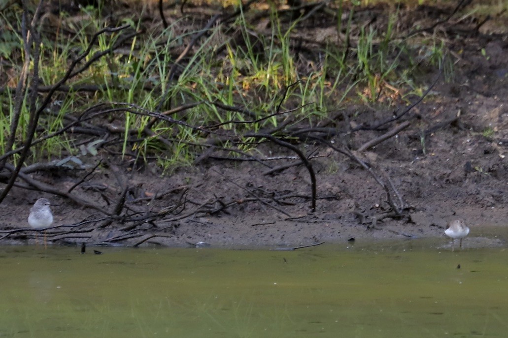 Коловодник жовтоногий - ML646974402