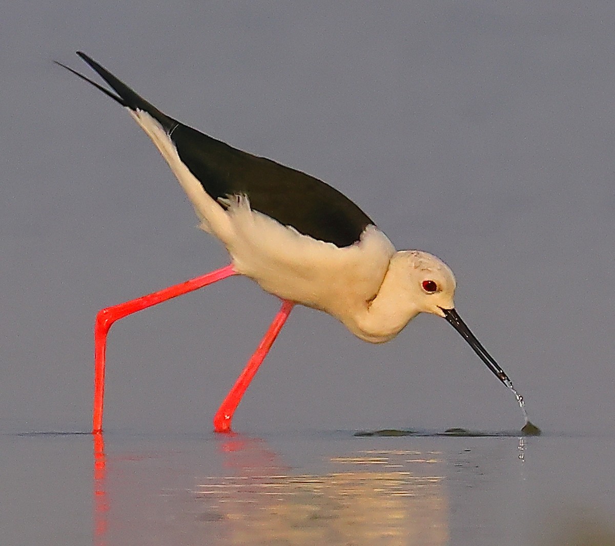 高蹺鴴 - ML646974405