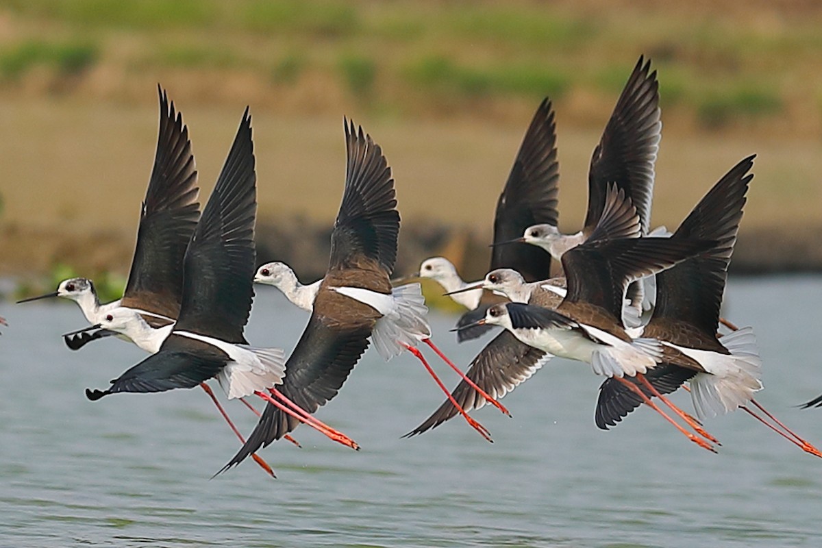 高蹺鴴 - ML646974406