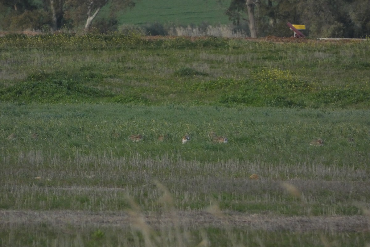 Little Bustard - ML646974407