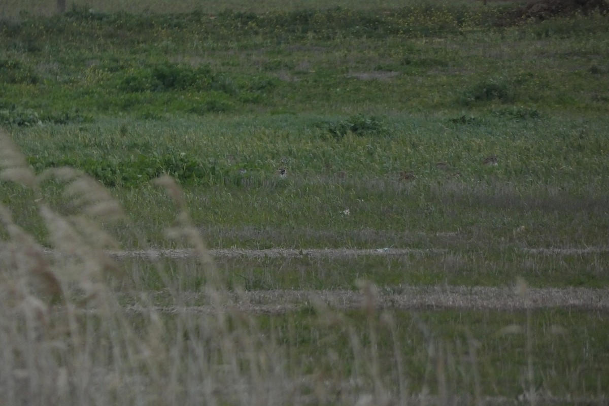 Little Bustard - ML646974408