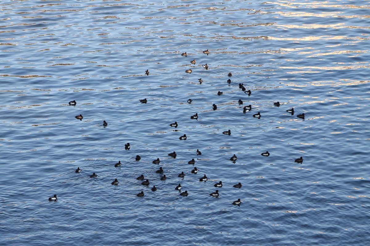Tufted Duck - ML646974409