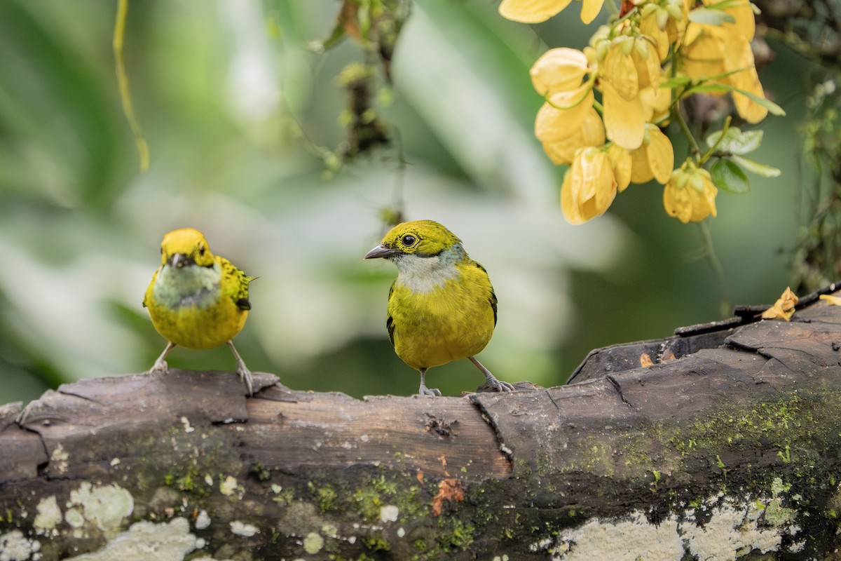 Silver-throated Tanager - ML646974410
