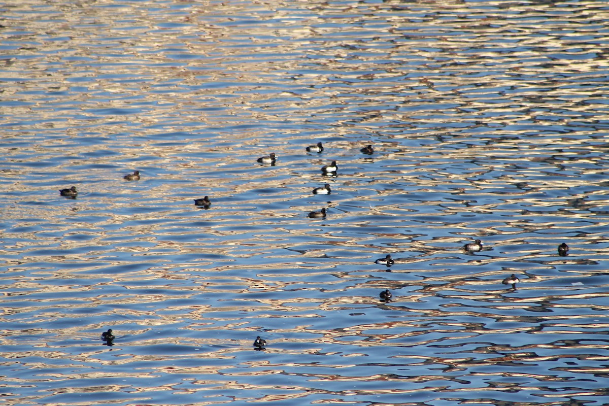 Tufted Duck - ML646974411