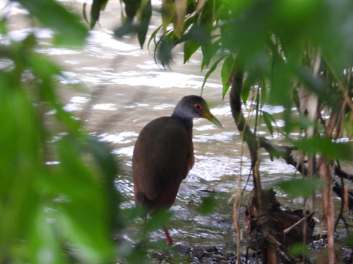 Gray-cowled Wood-Rail - ML646974412