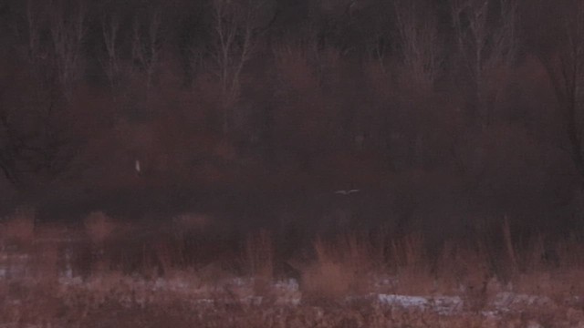 Short-eared Owl - ML646974413