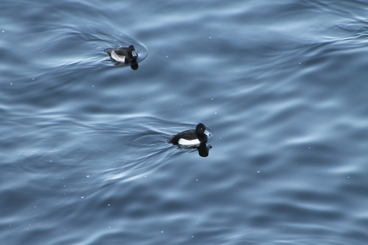 Tufted Duck - ML646974414