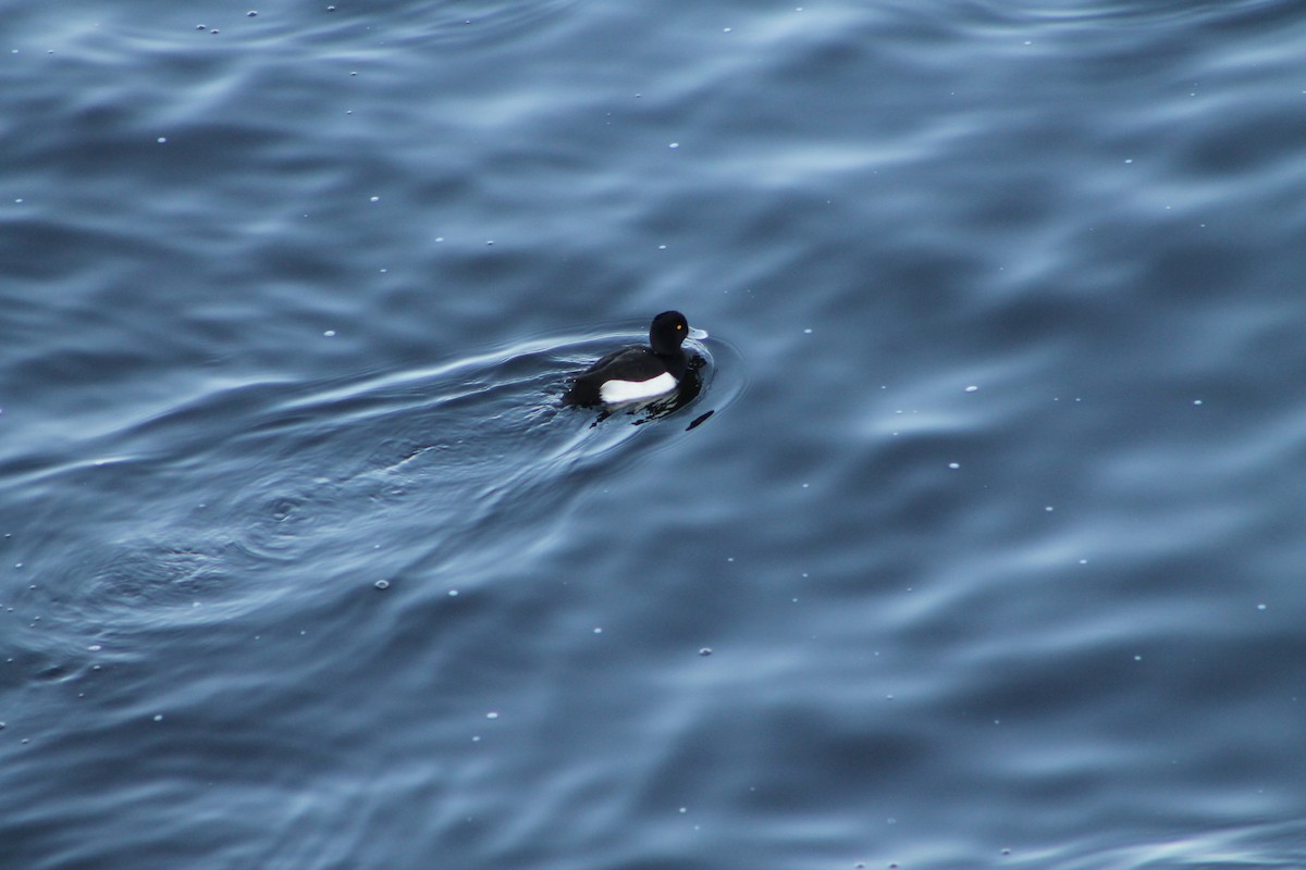 Tufted Duck - ML646974415