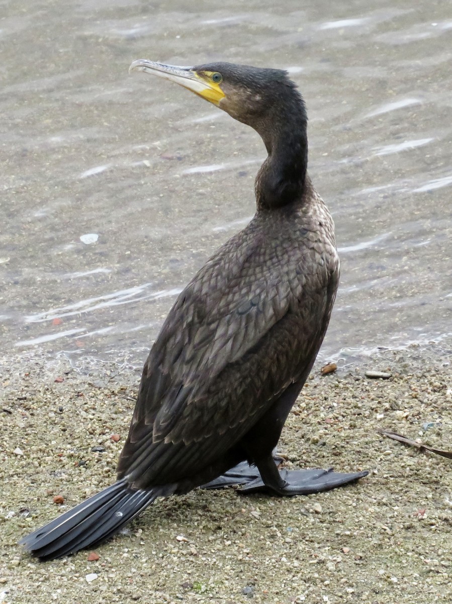 קורמורן גדול - ML646974418