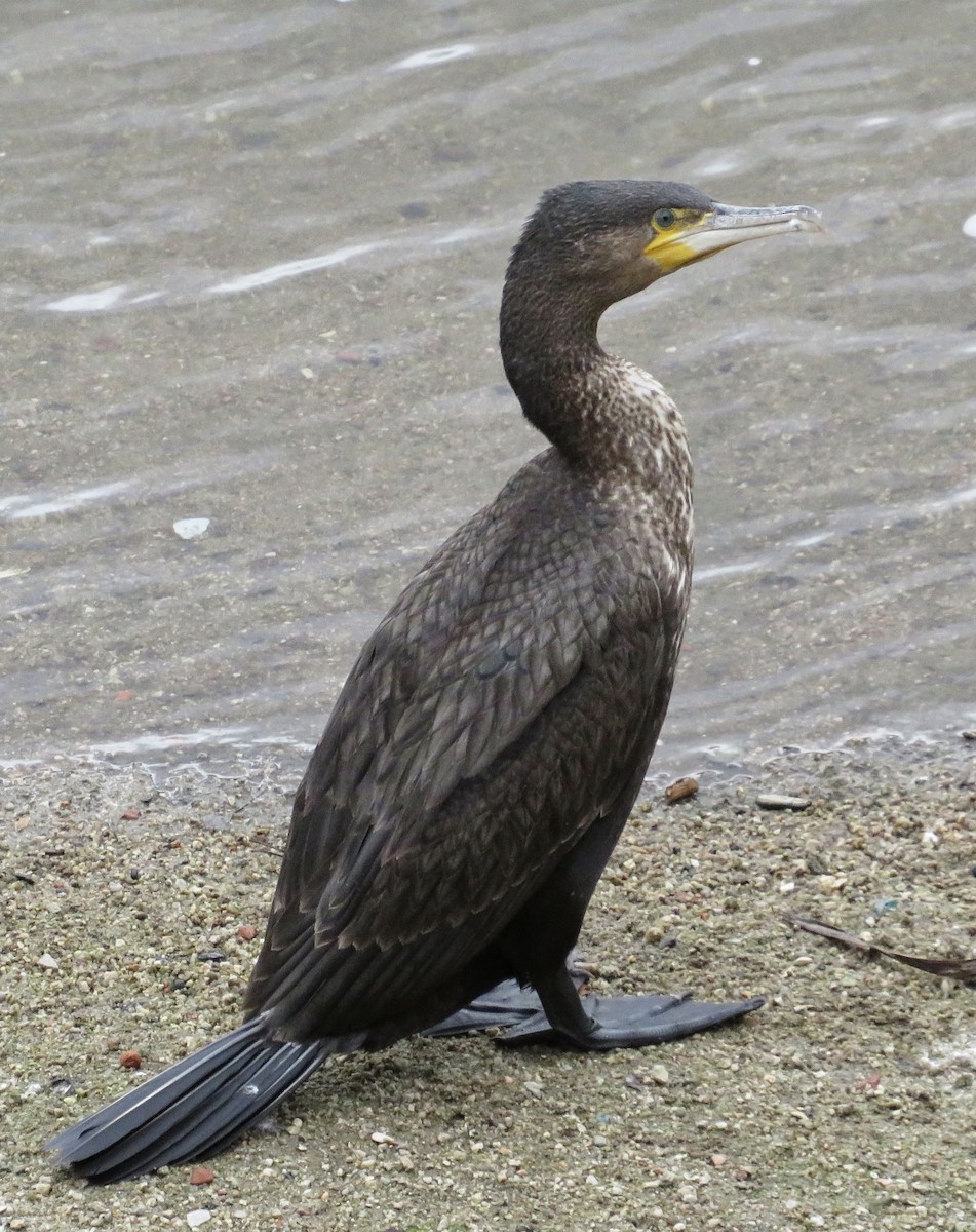 storskarv - ML646974419