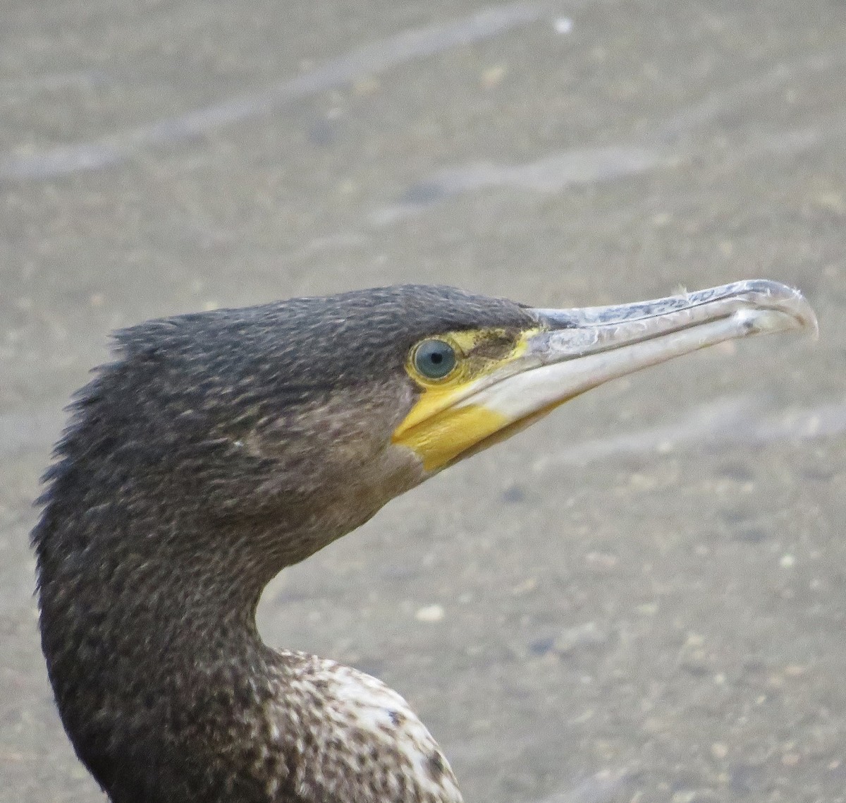 קורמורן גדול - ML646974420