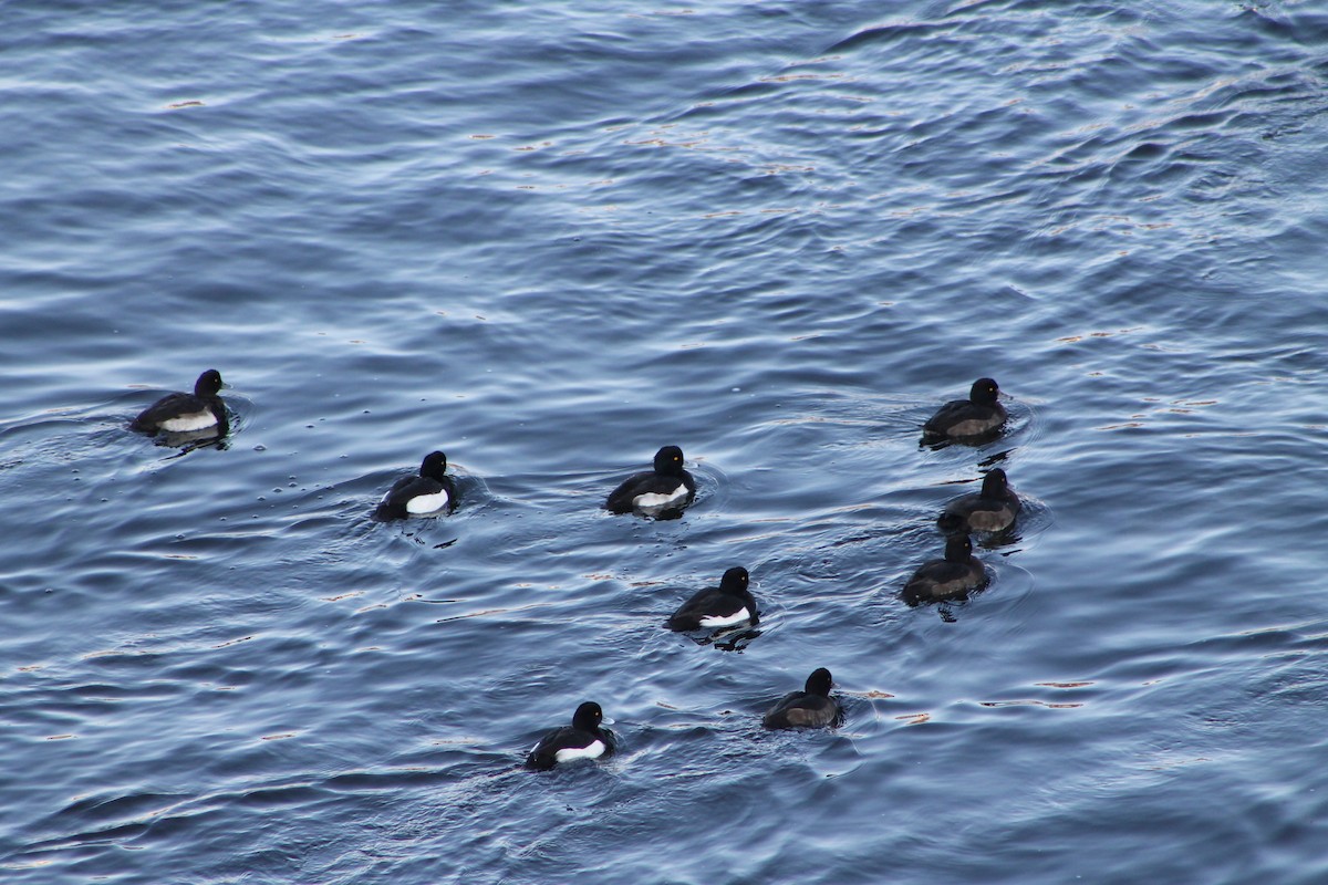 Tufted Duck - ML646974422