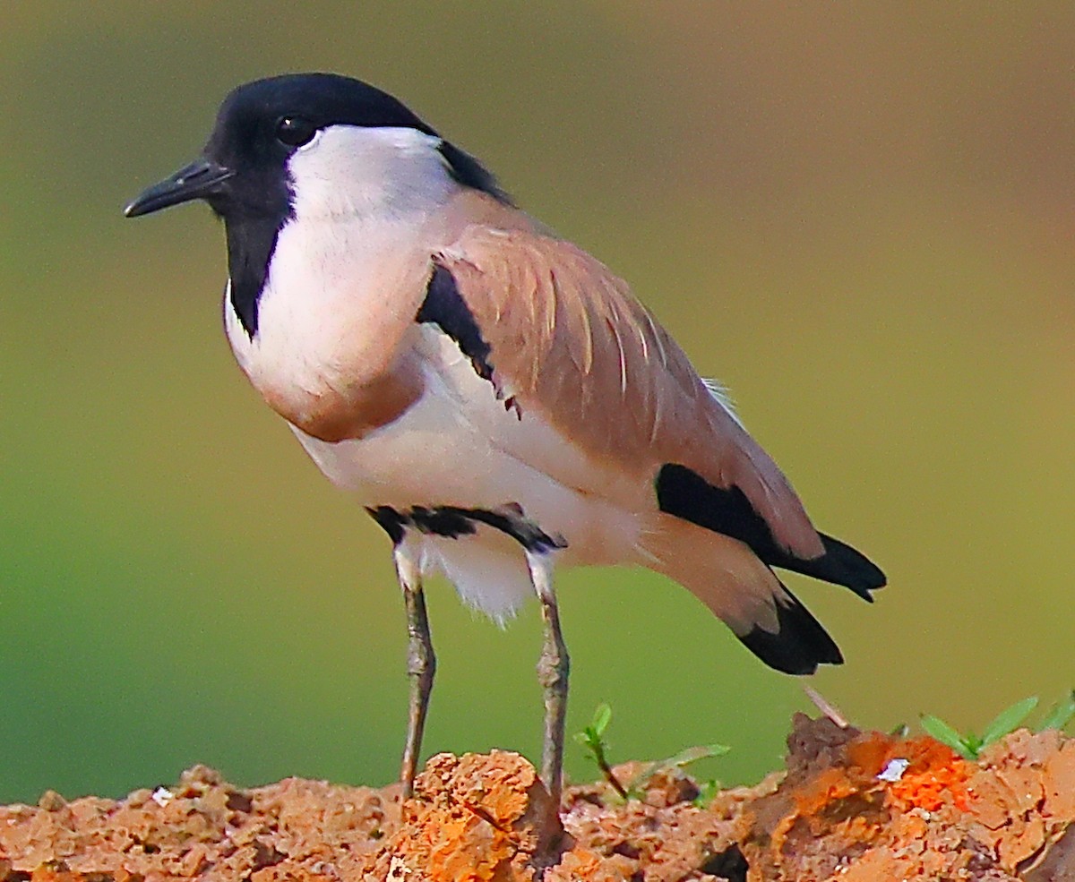 River Lapwing - ML646974425