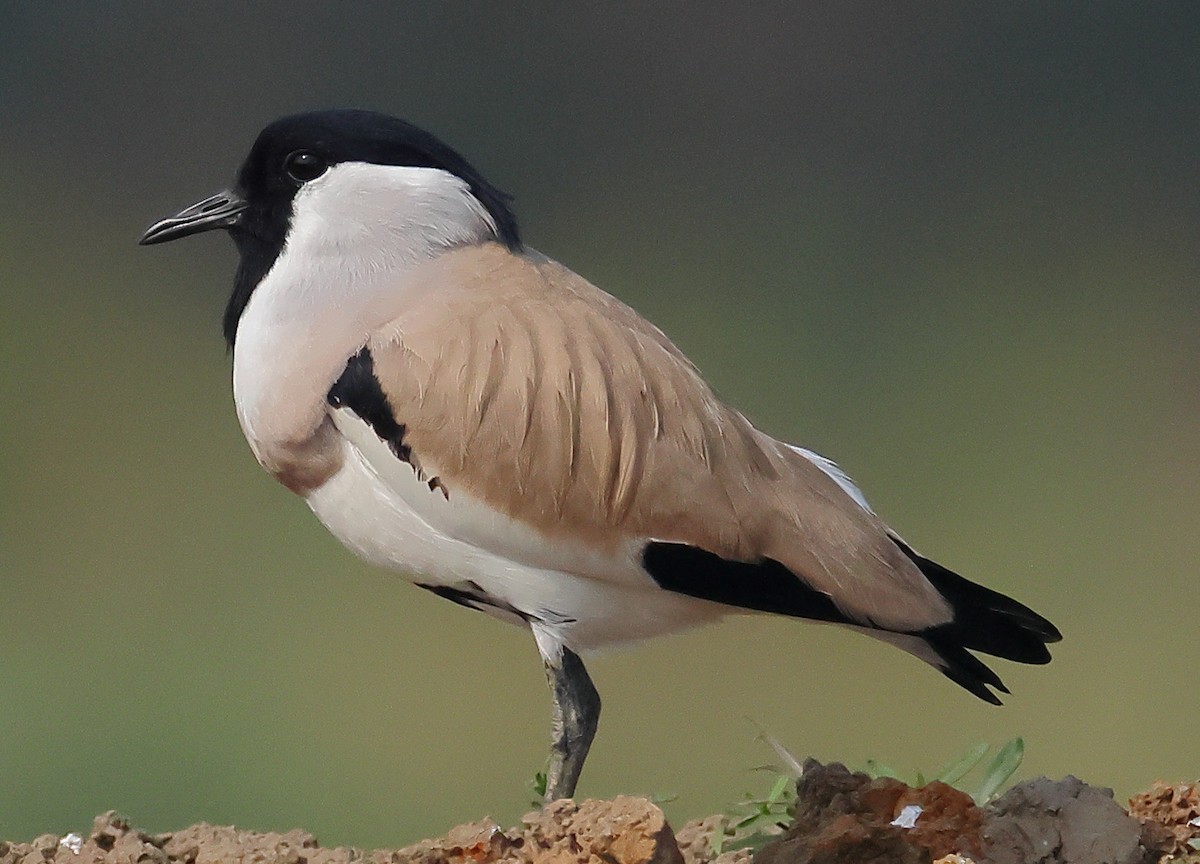 River Lapwing - ML646974426
