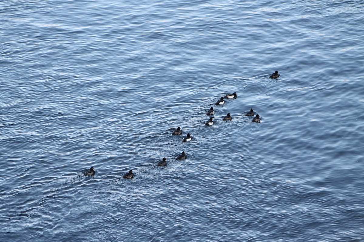 Tufted Duck - ML646974430