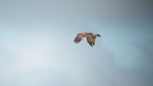 Osprey - ML646974433