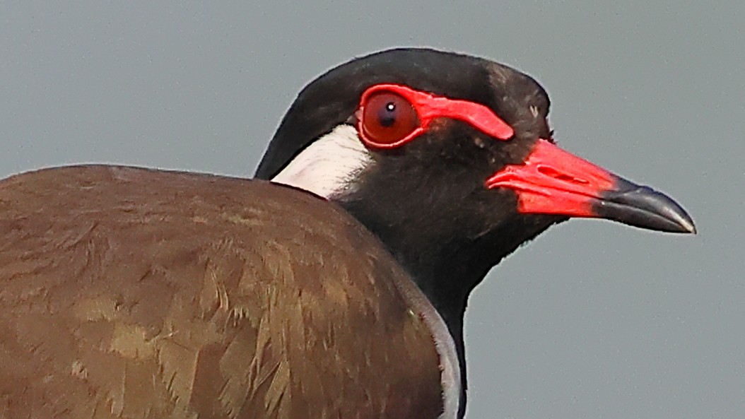 Red-wattled Lapwing - ML646974434