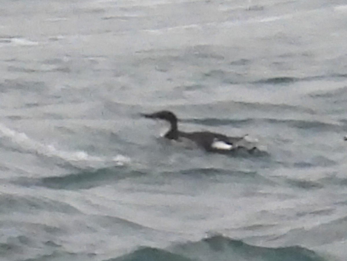 alkoun úzkozobý - ML646974435