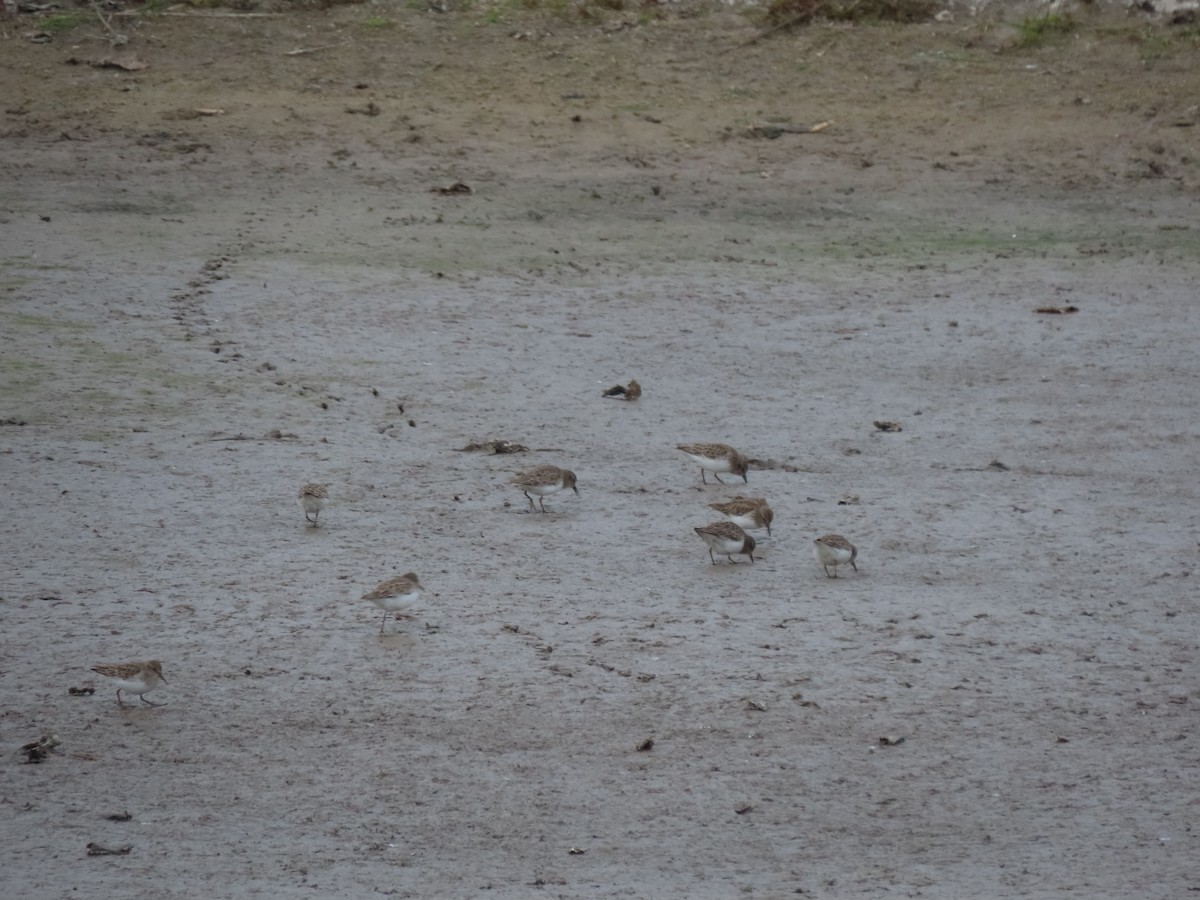 Least Sandpiper - ML646974442